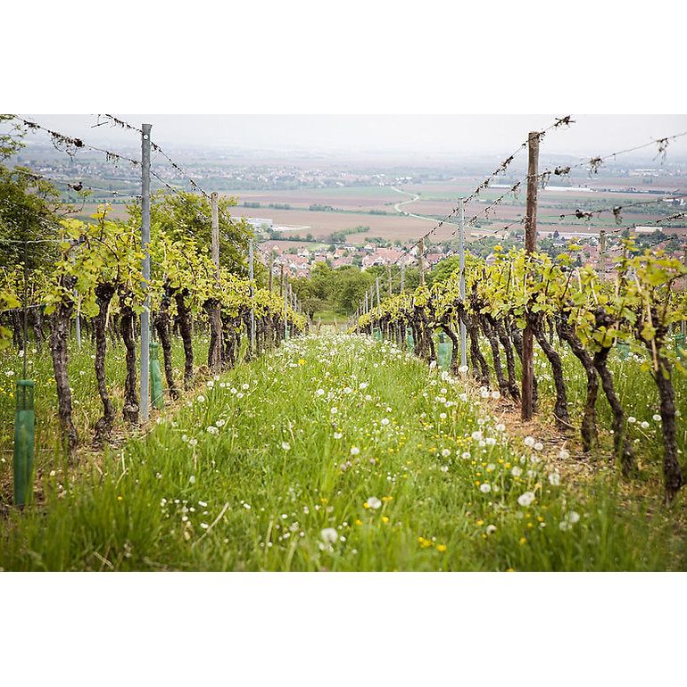 Tsantali Imiglykos Rotwein lieblich 750ml