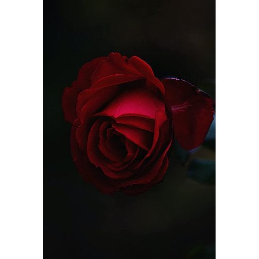 Vorteilspaket Rosenlikör 6x 700ml