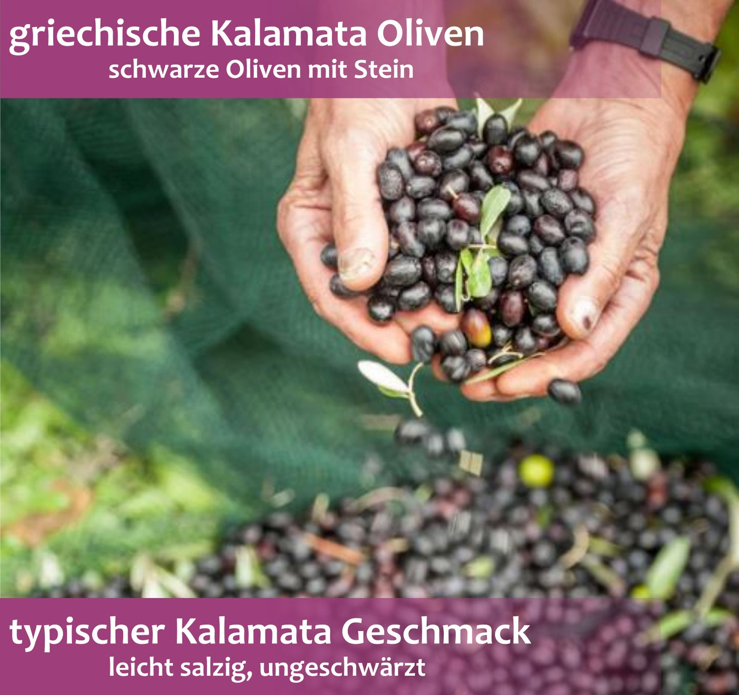 Kalamata Oliven in Salzlake extra Large 3Kg