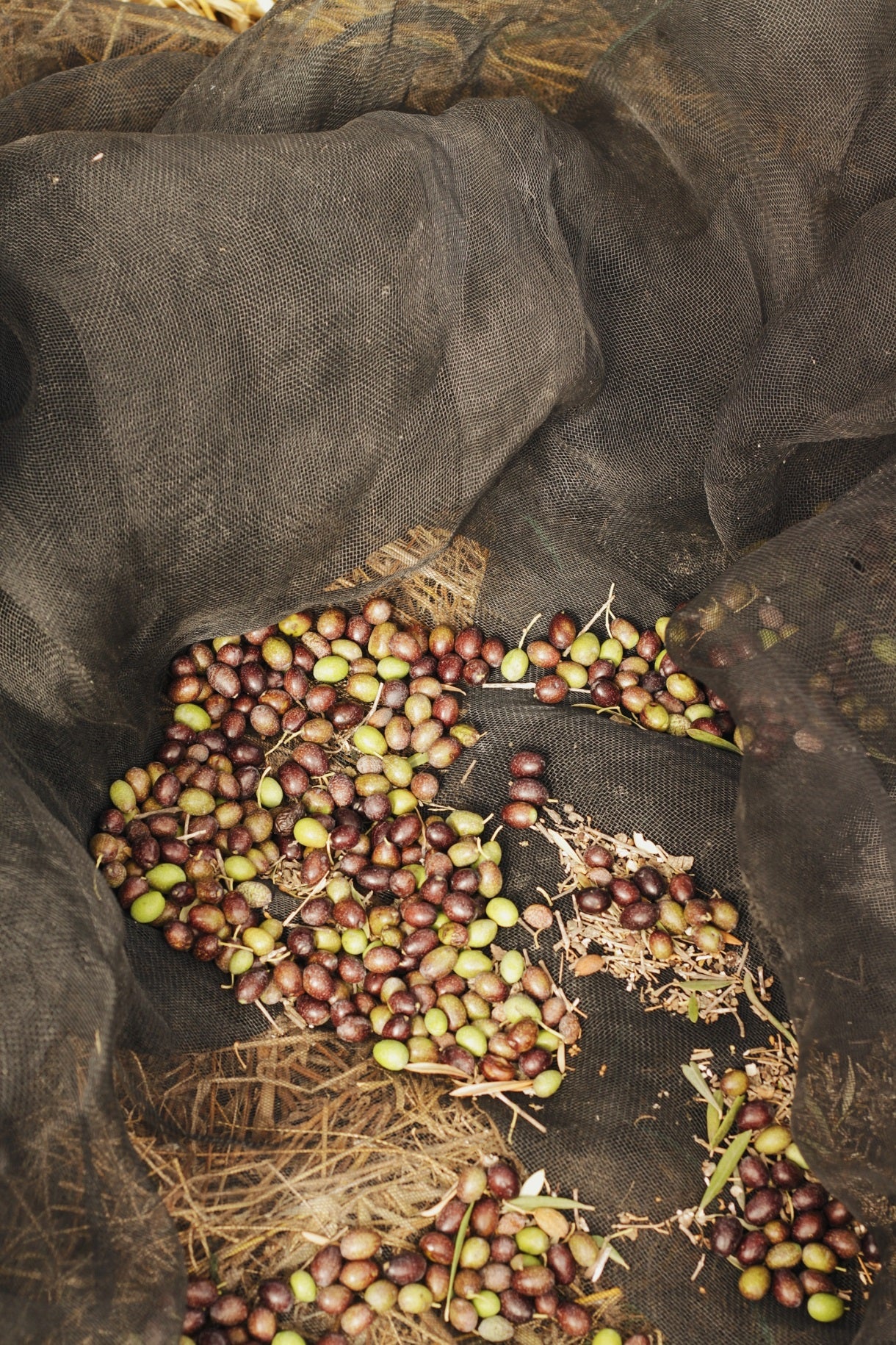 Lamda Estate griechisches extra natives Olivenöl 5 Liter + Kalamata Oliven - Limitierte Vorbestellung: Frisches Olivenöl in 3-4 Wochen geliefert