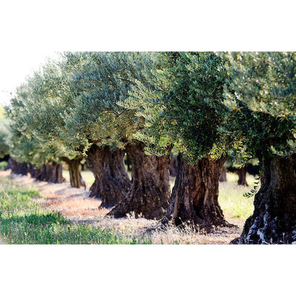 Lamda Estate Griechisches Bio Olivenöl extra nativ "Peleponnes" 5 Liter Kanister