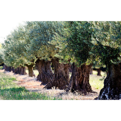 Kreta Gold Elasion griechisches Olivenöl extra nativ 5 Liter