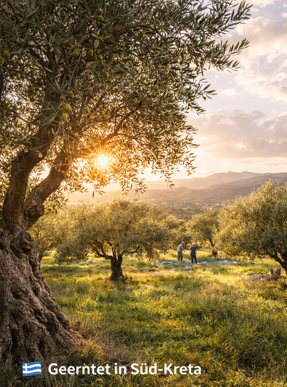 Kreta LOF griechisches Olivenöl 5 Liter extra nativ Kanister (mindesthaltbar unter 12 Monate)