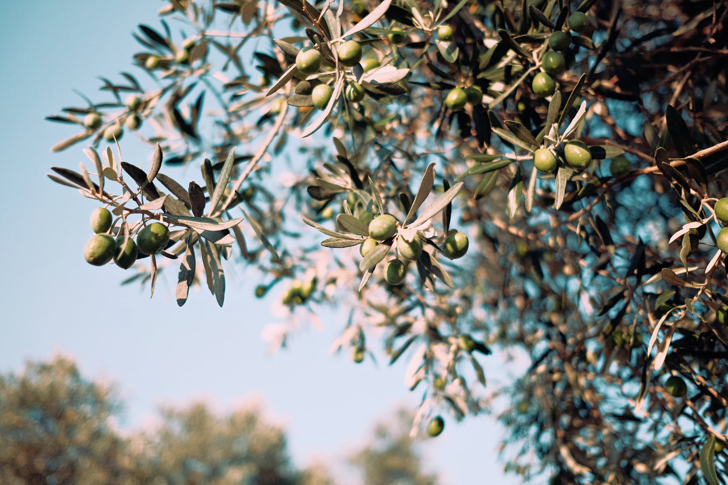 NIKOLOS Kalamata giechisches Olivenöl extra nativ 5 Liter Kanister