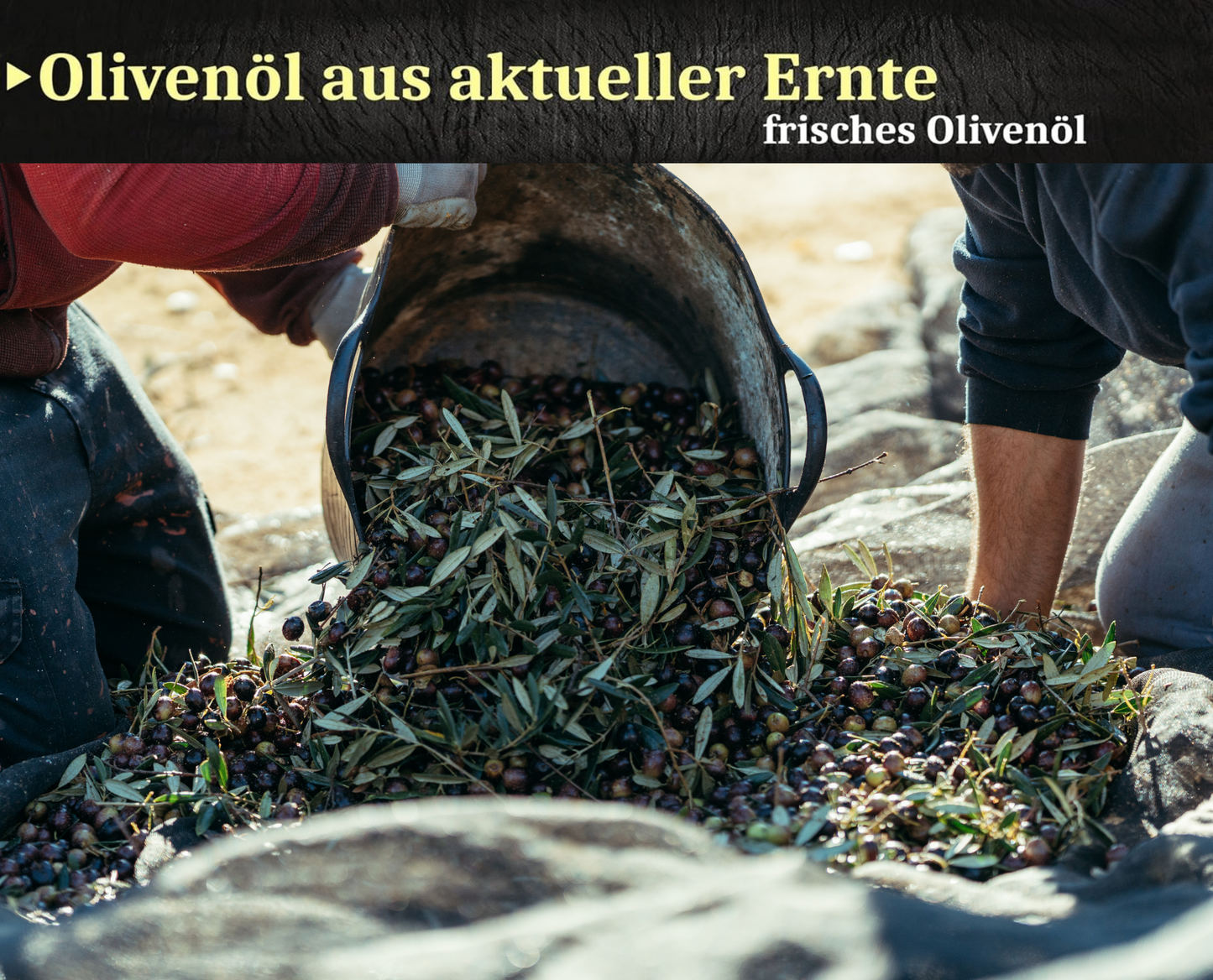 Golden Creta, natives Olivenöl extra aus Kreta 6x1 Liter Kanister - frische Ernte