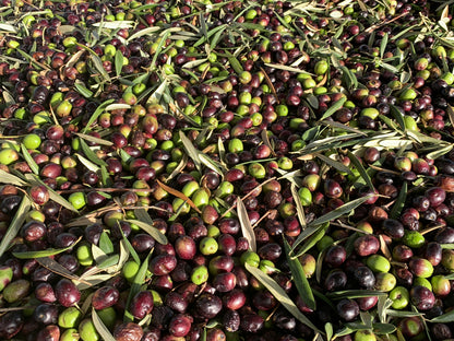Golden Creta, natives Olivenöl extra aus Kreta 9x1 Liter Kanister - frische Ernte