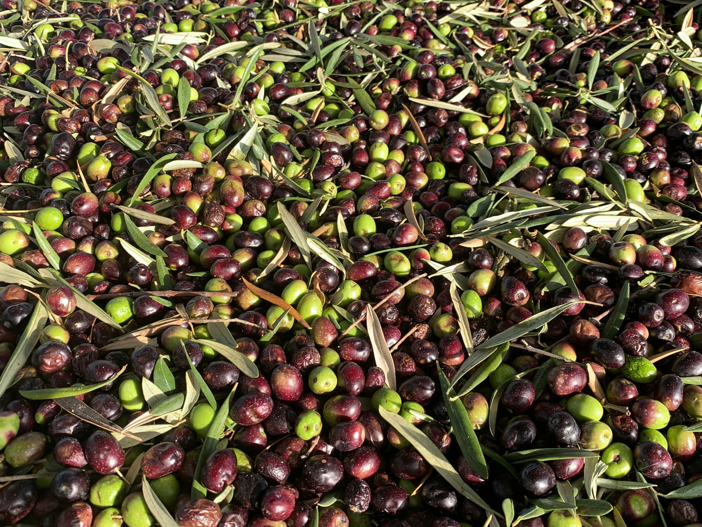 Golden Creta, natives Olivenöl extra aus Kreta 12x1 Liter Kanister - frische Ernte
