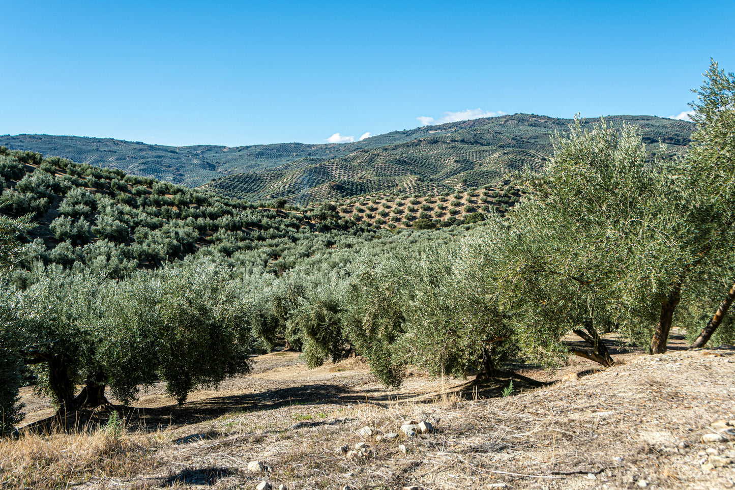 Special Aktion - Golden Creta, natives Olivenöl extra aus Kreta 6x1 Liter Kanister - Limitierte Vorbestellung 2-3 Wochen Versandzeit